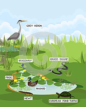 Pond biotope with different animals bird, reptile, amphibians photo